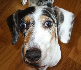 Pet Insurance